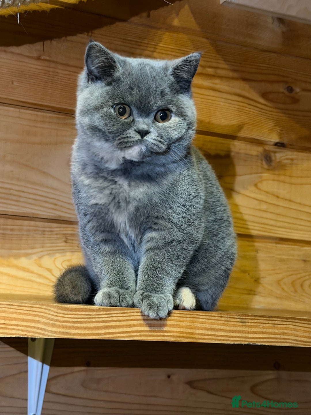 British Shorthair cats for sale: British Shorthair Kittens blue tortie  - Advert 3