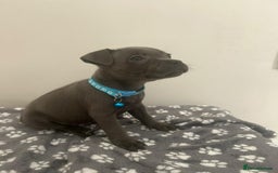 Staffordshire Bull Terrier dogs for sale: Rein X Pharron Bullsaff puppies/1 left due 2 mess - Image 14