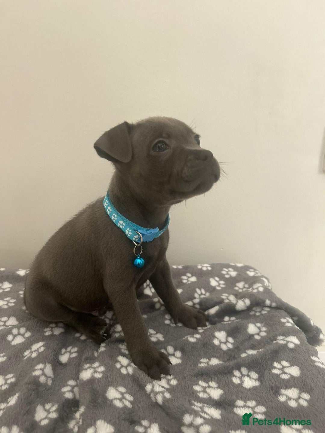 Staffordshire Bull Terrier dogs for sale: Rein X Pharron Bullsaff puppies/1 left due 2 mess - Image 14