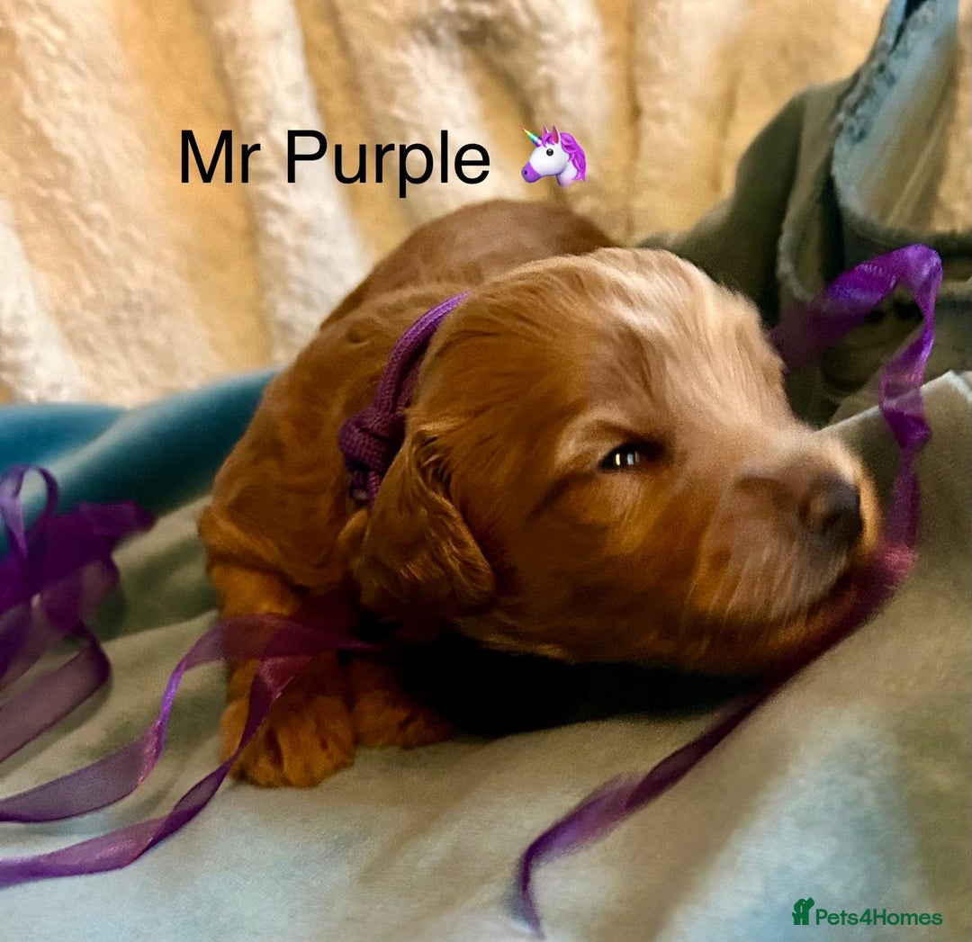 Labradoodle dogs for sale: 🥰 Cute Miniature labradoodle Pups 💖💕 - Advert 17