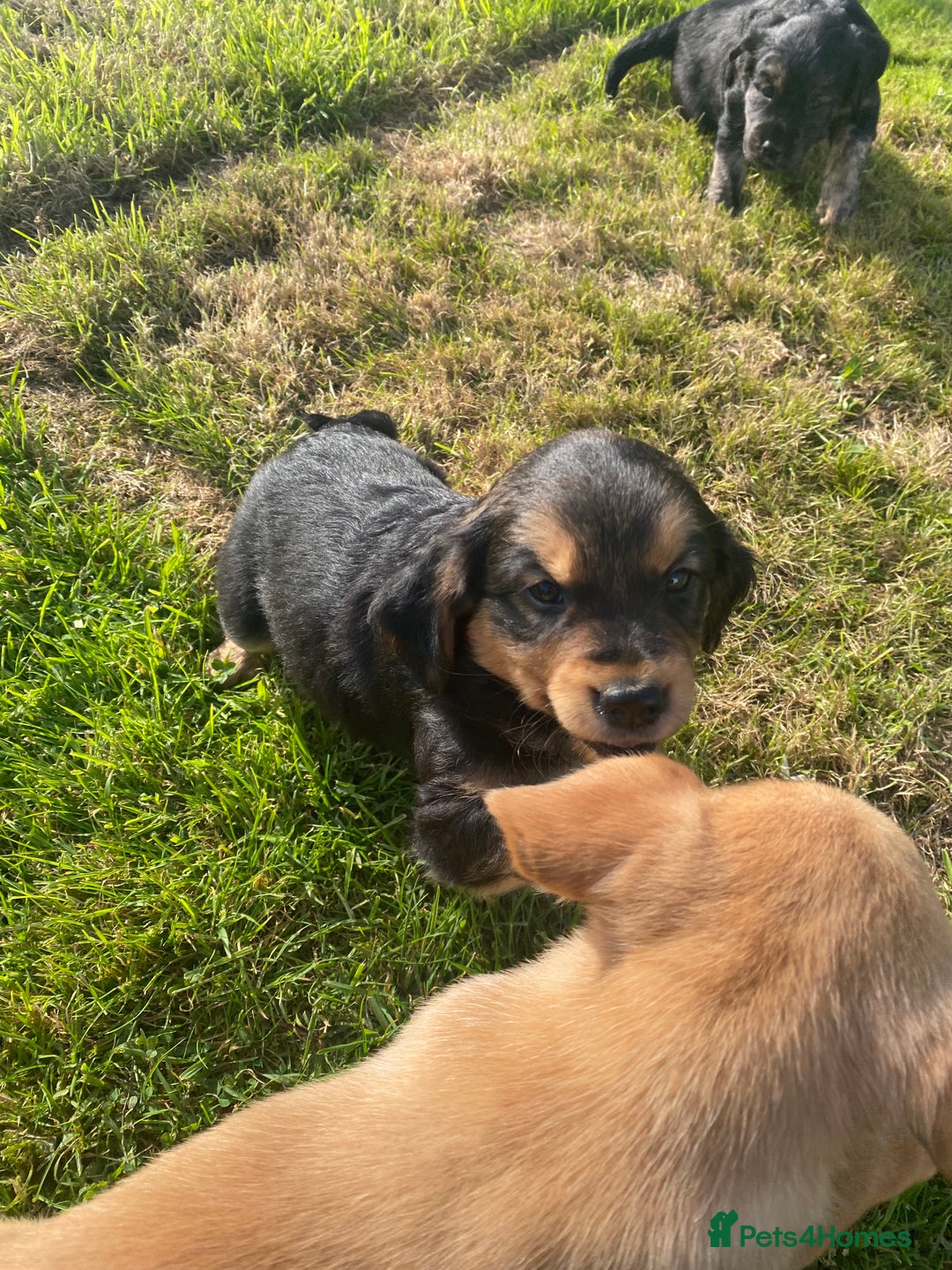 Mixed Breed dogs for sale: 8 Beautiful pups looking their forever home🥰 - Image 14