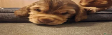 Cocker Spaniel 4