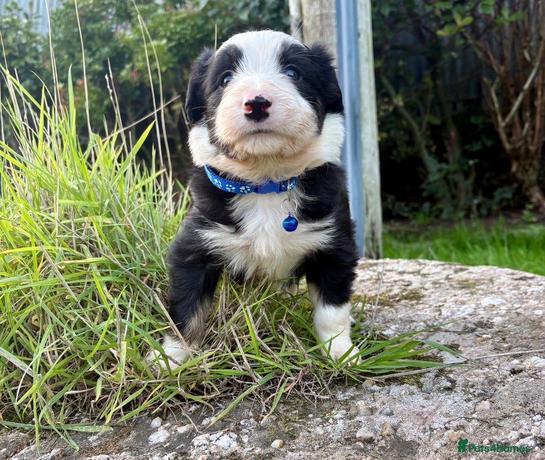 Bearded Collie dogs for sale: 🚨3/4 BEAUTIFUL BEARDIE PUPPIES 🚨 - Image 19