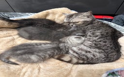 British Shorthair cats for sale: GORGEOUS BSH KITTENS in Oldham - Image 29