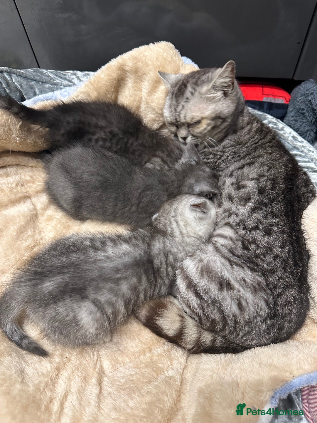 British Shorthair cats for sale: GORGEOUS BSH KITTENS in Oldham - Image 29