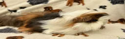 Guinea Pig rodents for sale: Baby Guinea pigs  - Advert 3