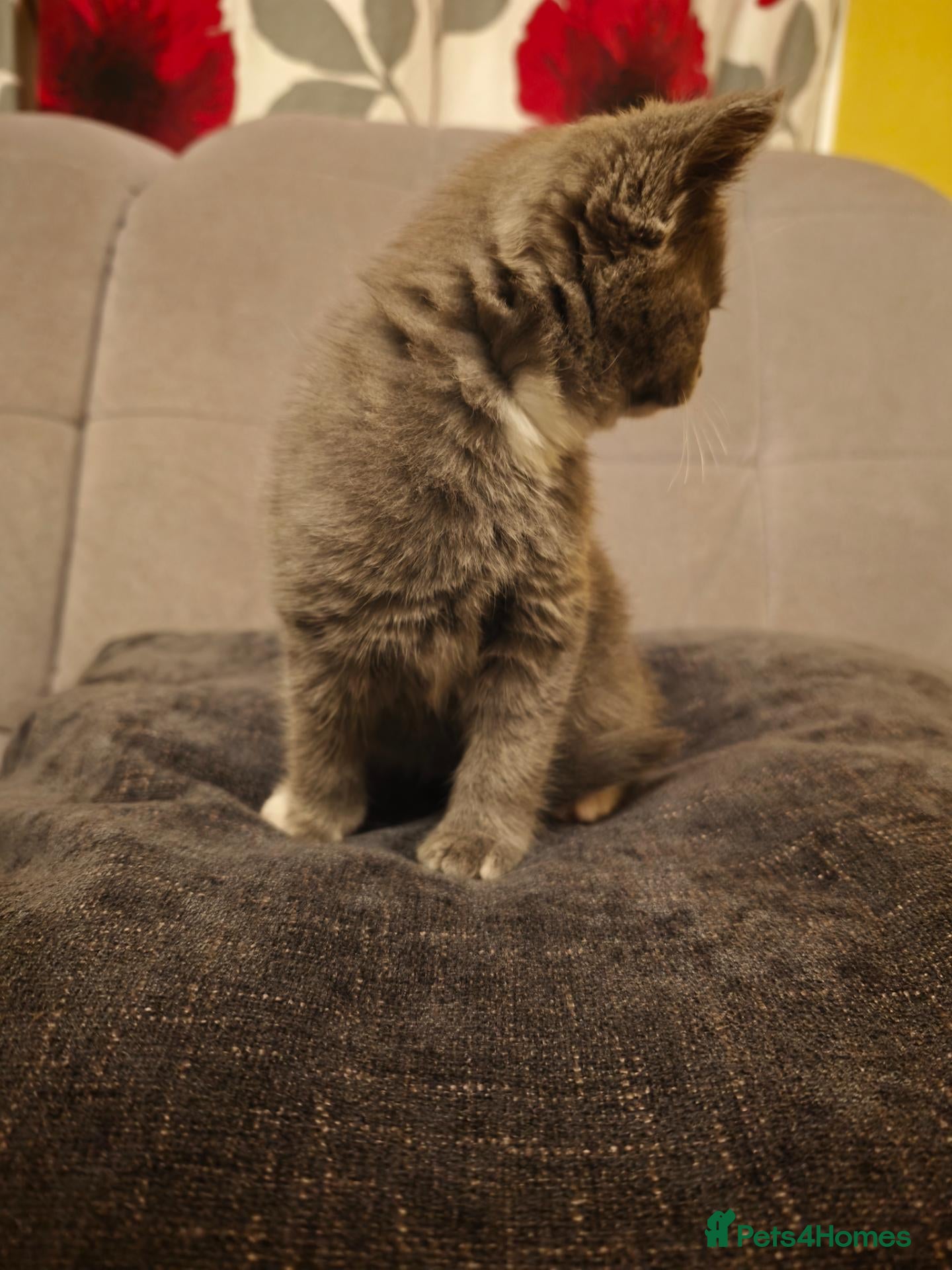 British Shorthair cats 🐾🚨ATTENTION:PROFESSIONAL CUDDLE MONSTERS 🚨🐾 - Advert 2