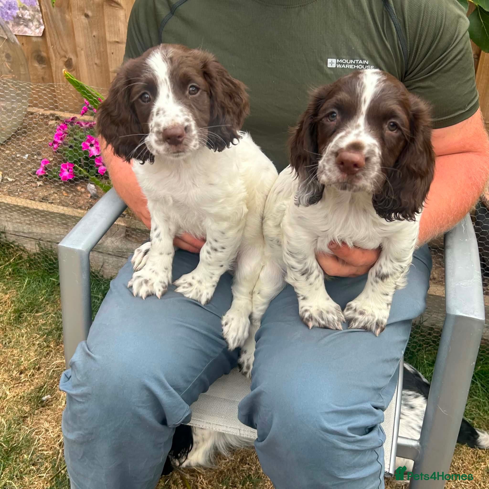 English Springer Spaniel dogs Liver and white springer spaniel bitch pup - Advert 14