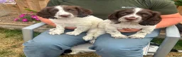 English Springer Spaniel dogs for sale: Liver and white springer spaniel bitch pup in Ilminster - Advert 1