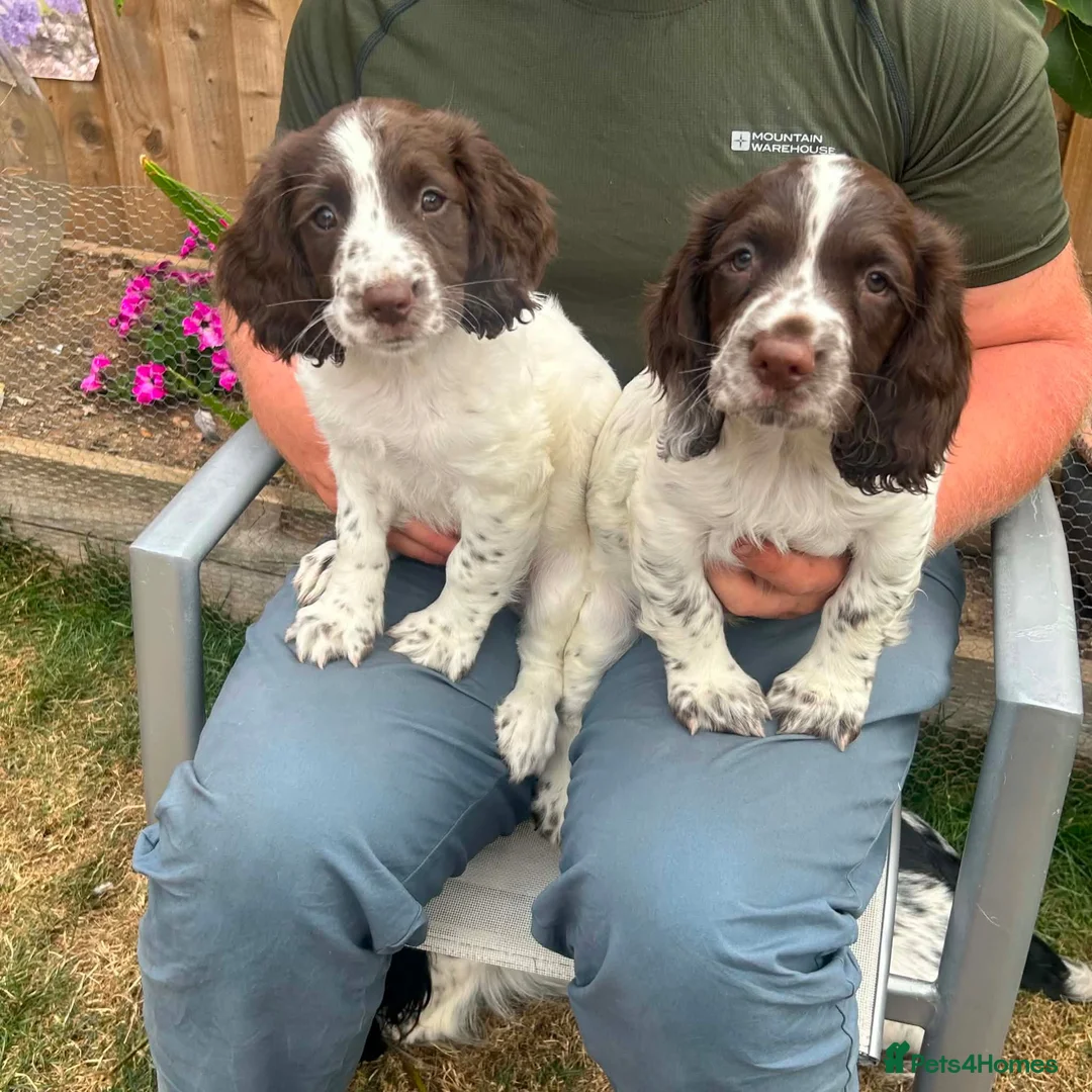 English Springer Spaniel dogs for sale: Liver and white springer spaniel bitch pup in Ilminster - Advert 1