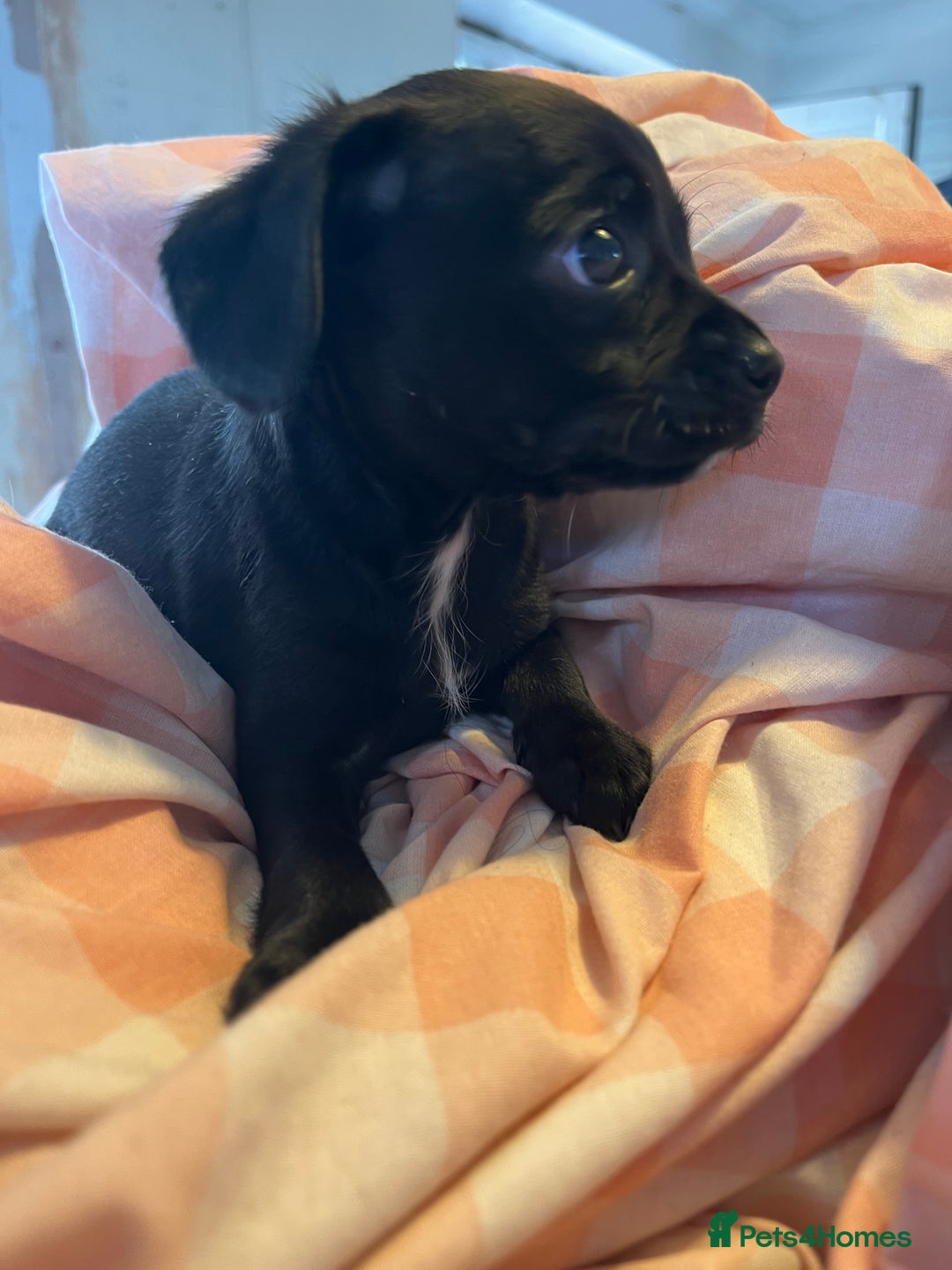Cavalier King Charles Spaniel dogs for sale: Cavalier , King Charles/ Jack Russel Puppies - Image 9