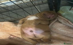 Dogue De Bordeaux dogs for sale: Dogue de Bordeaux pups - Image 8