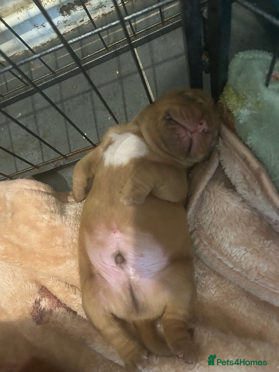 Dogue De Bordeaux dogs for sale: Dogue de Bordeaux pups - Image 8