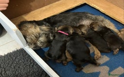 Border Terrier dogs for sale: beautiful litter of border terriers - Image 2