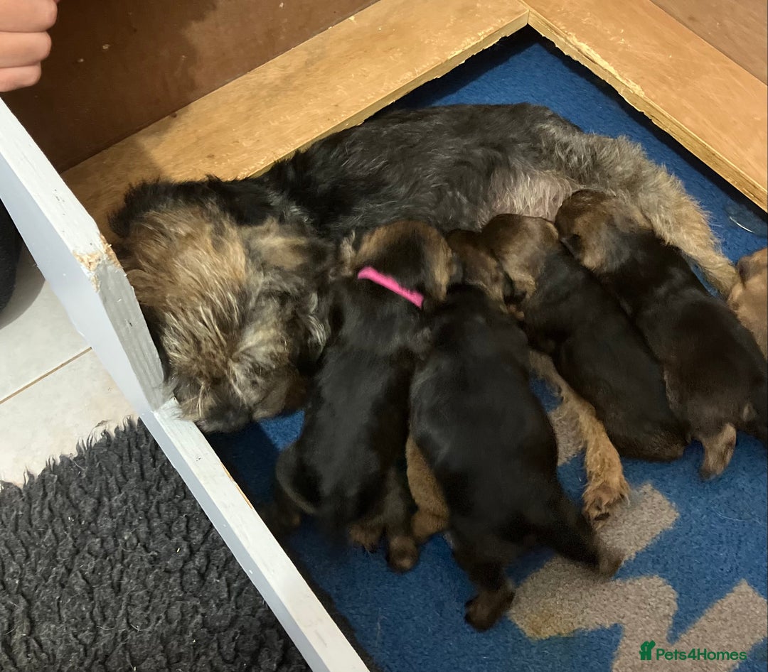 Border Terrier dogs for sale: beautiful litter of border terriers - Image 2