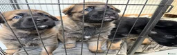 Mixed Breed dogs for sale: Belgian Malinois x German Shepherd Puppies - Advert 2