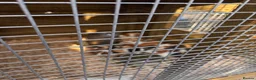 Guinea Pig rodents for sale: Guinea Pigs male and female  in Knighton - Advert 5