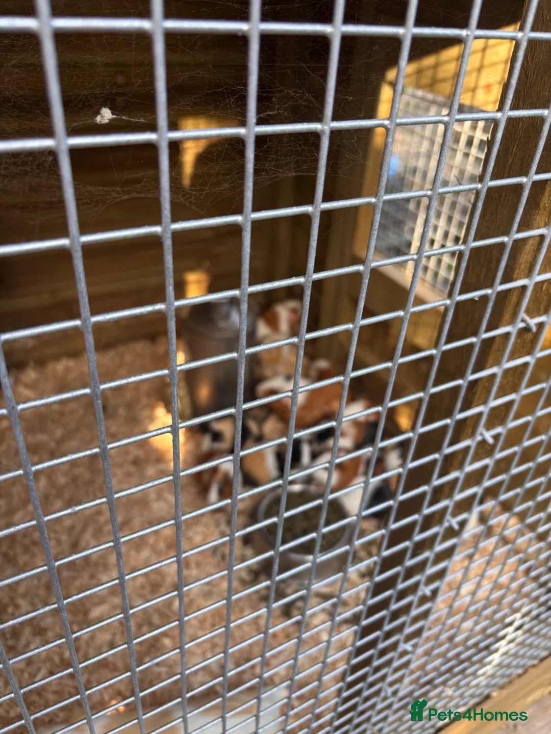 Guinea Pig rodents for sale: Guinea Pigs male and female  in Knighton - Advert 5