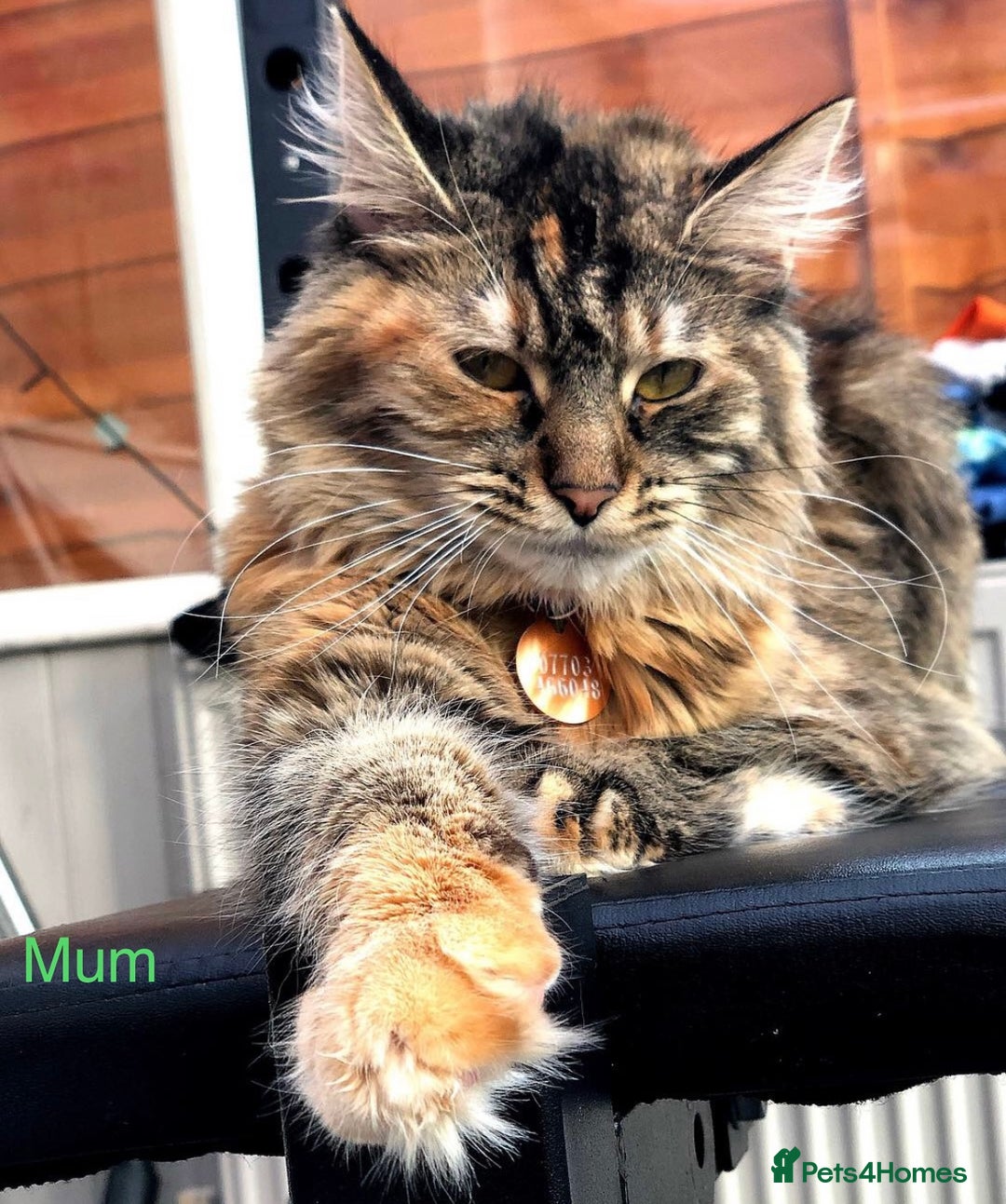 Maine Coon cats for sale: Last Two Gccf Maine Coons Boys Available - Advert 29