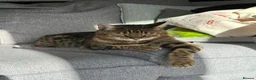Bengal cats for adoption: Part Bengal Leo looking for a home - Advert 2