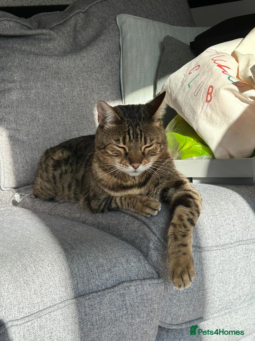 Bengal cats for adoption: Part Bengal Leo looking for a home - Advert 2