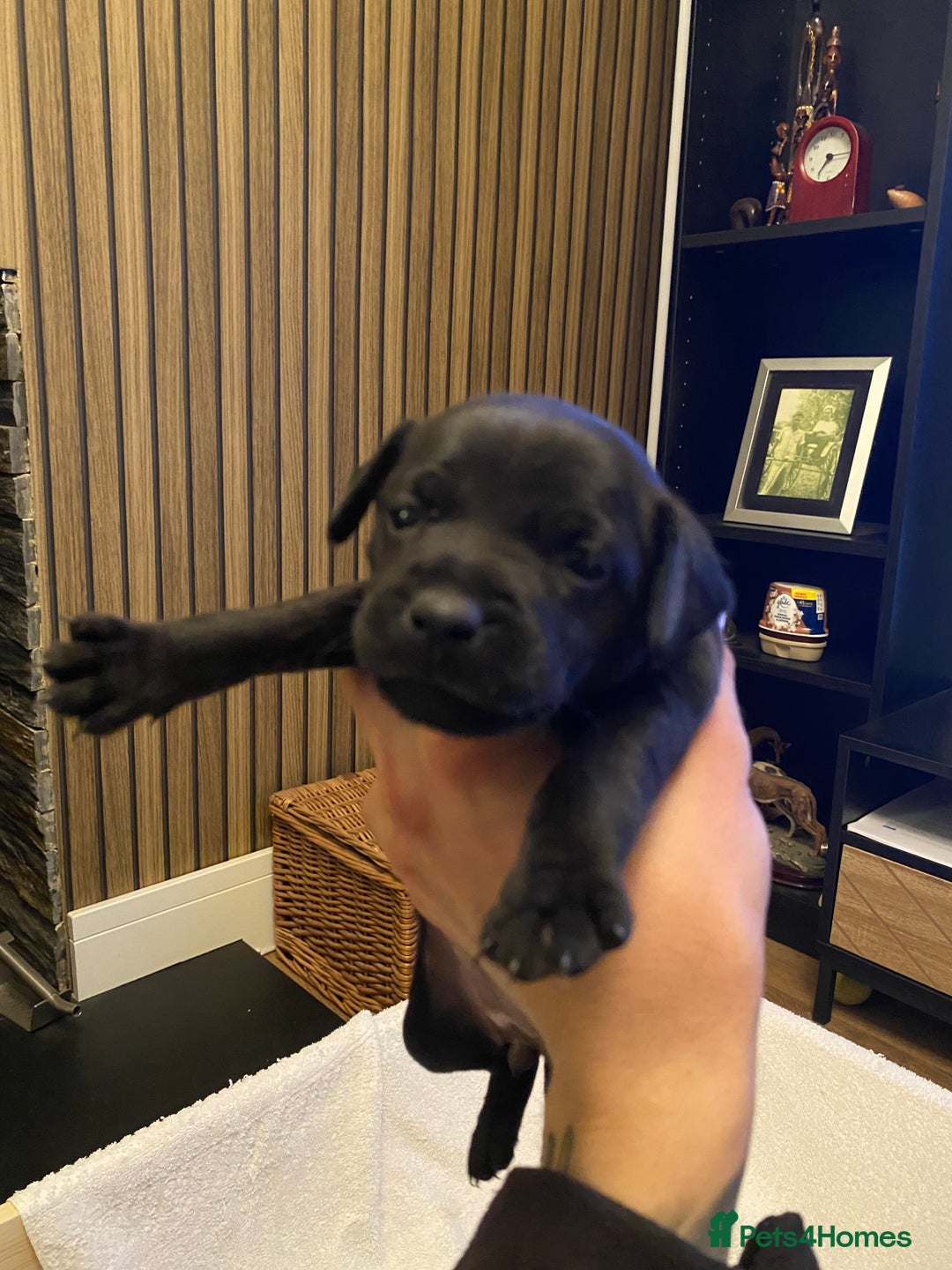 Patterdale Terrier dogs for sale: Patterdale terrier puppies  - Image 7