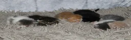 Persian cats for sale: Beautiful Persian kittens in Doncaster - Advert 7