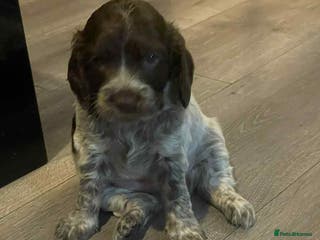 Cockapoo dogs F1b cockpoo puppies looking for forever homes. - Advert 1