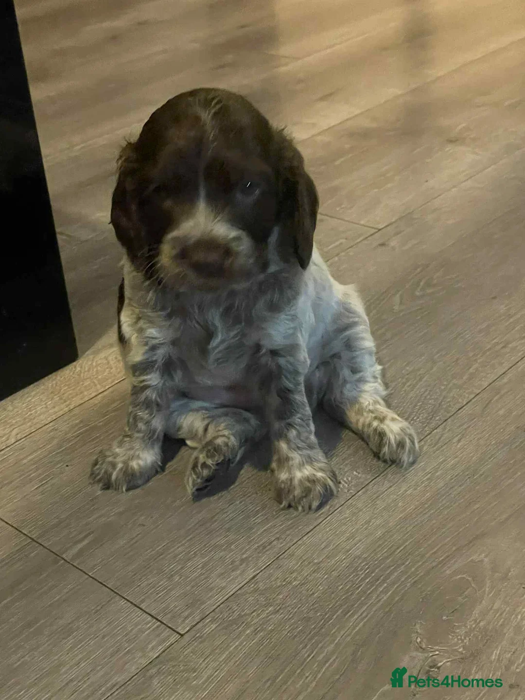Cockapoo dogs for sale: F1b cockpoo pups cockerpoo mumXcocker spaniel dad - Advert 1