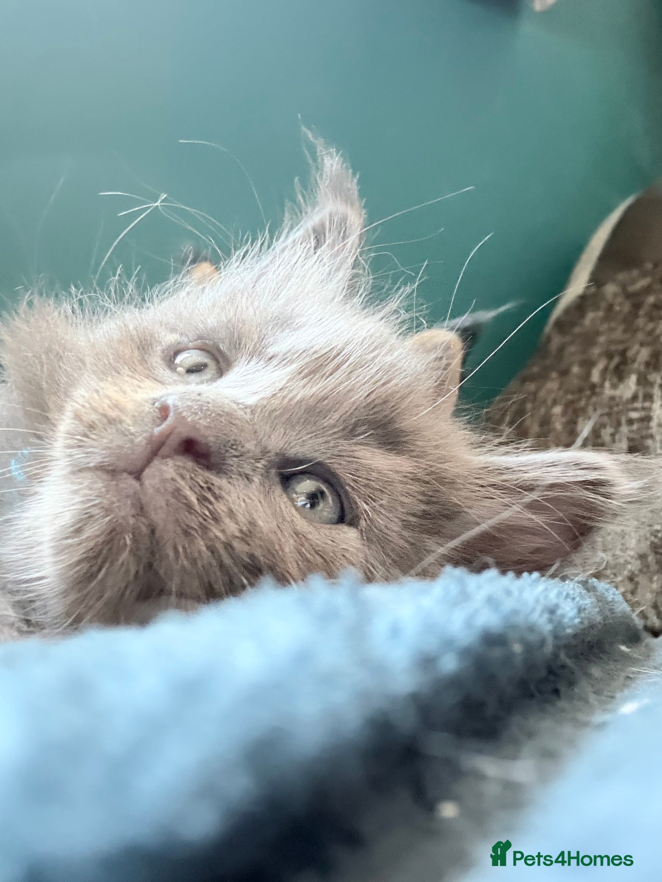 Maine Coon cats TICA Maine Coon Kittens: Raised w/ Children & Dogs - Advert 2