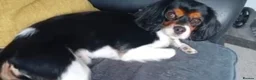 Cavalier King Charles Spaniel dogs for sale: rehoming Luna  in Hull - Advert 3