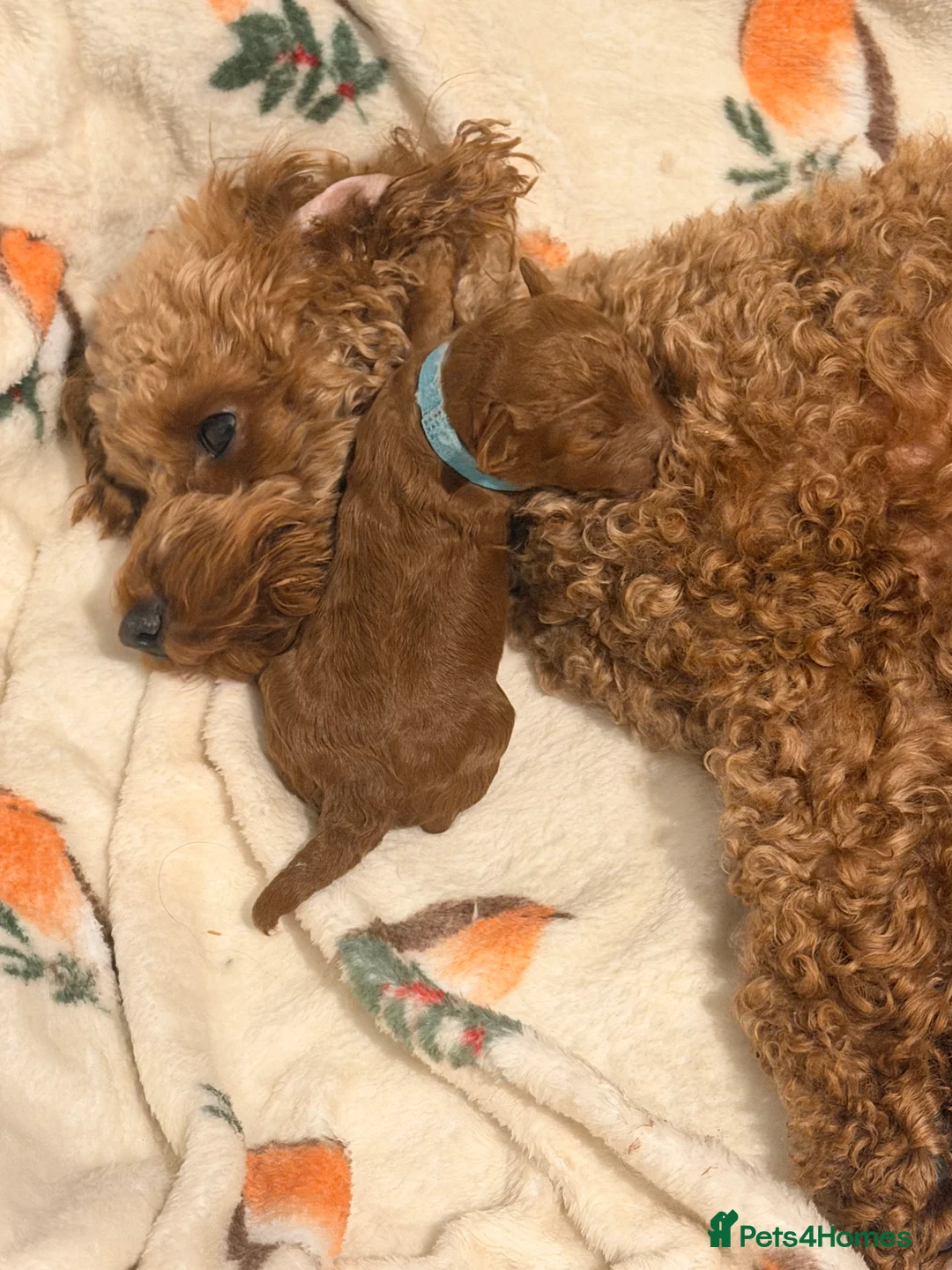 Cavapoo dogs for sale: Fox Red Cavapoo F1B  - Advert 14