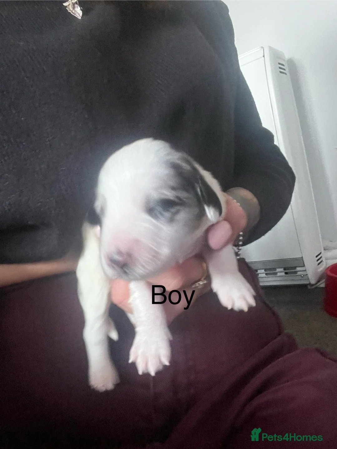 Cockapoo dogs for sale: Beautiful cockapoo puppies  - Advert 4