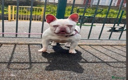 French Bulldog dogs for sale: French bulldog puppies  - Image 11