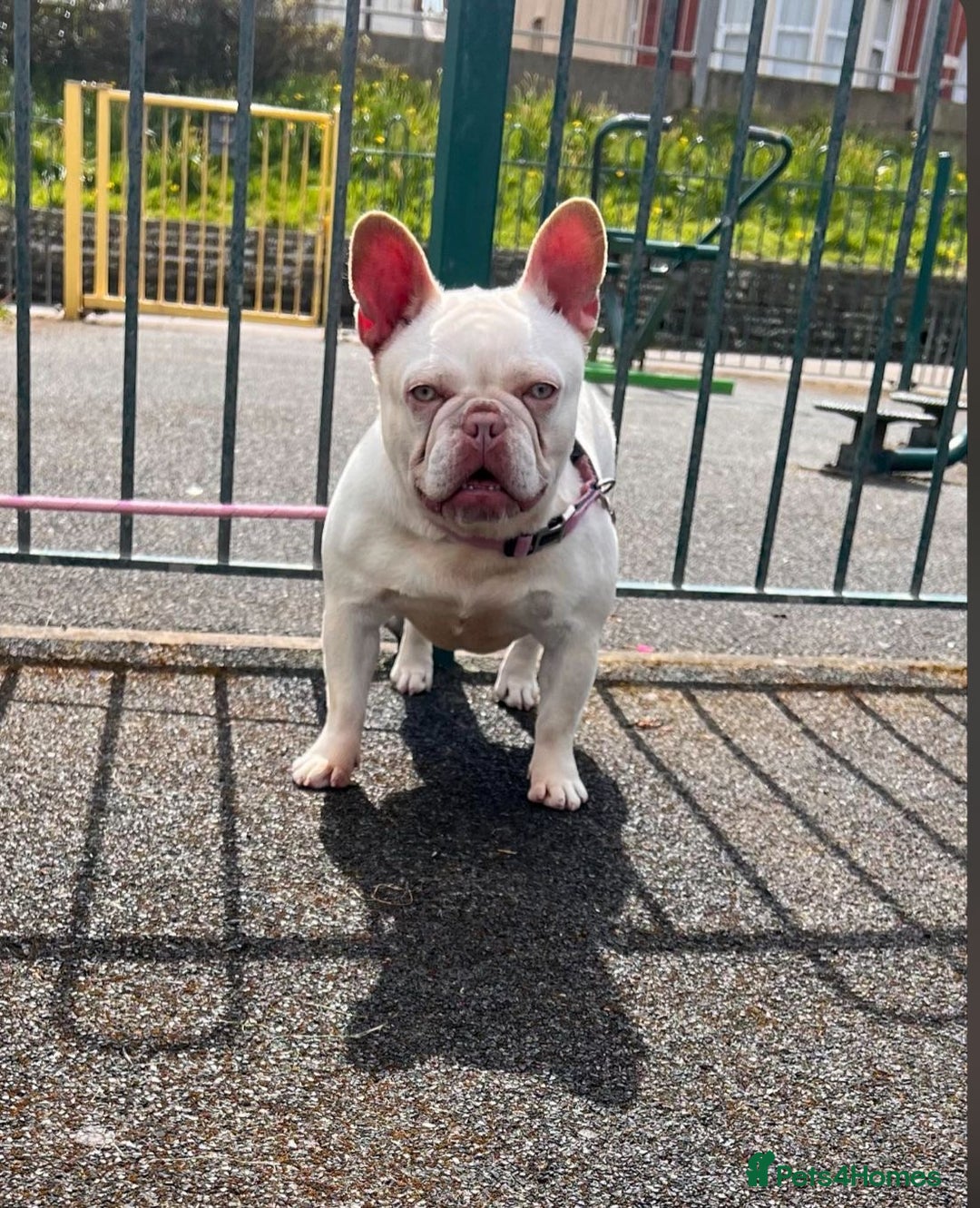 French Bulldog dogs for sale: French bulldog puppies  - Image 11