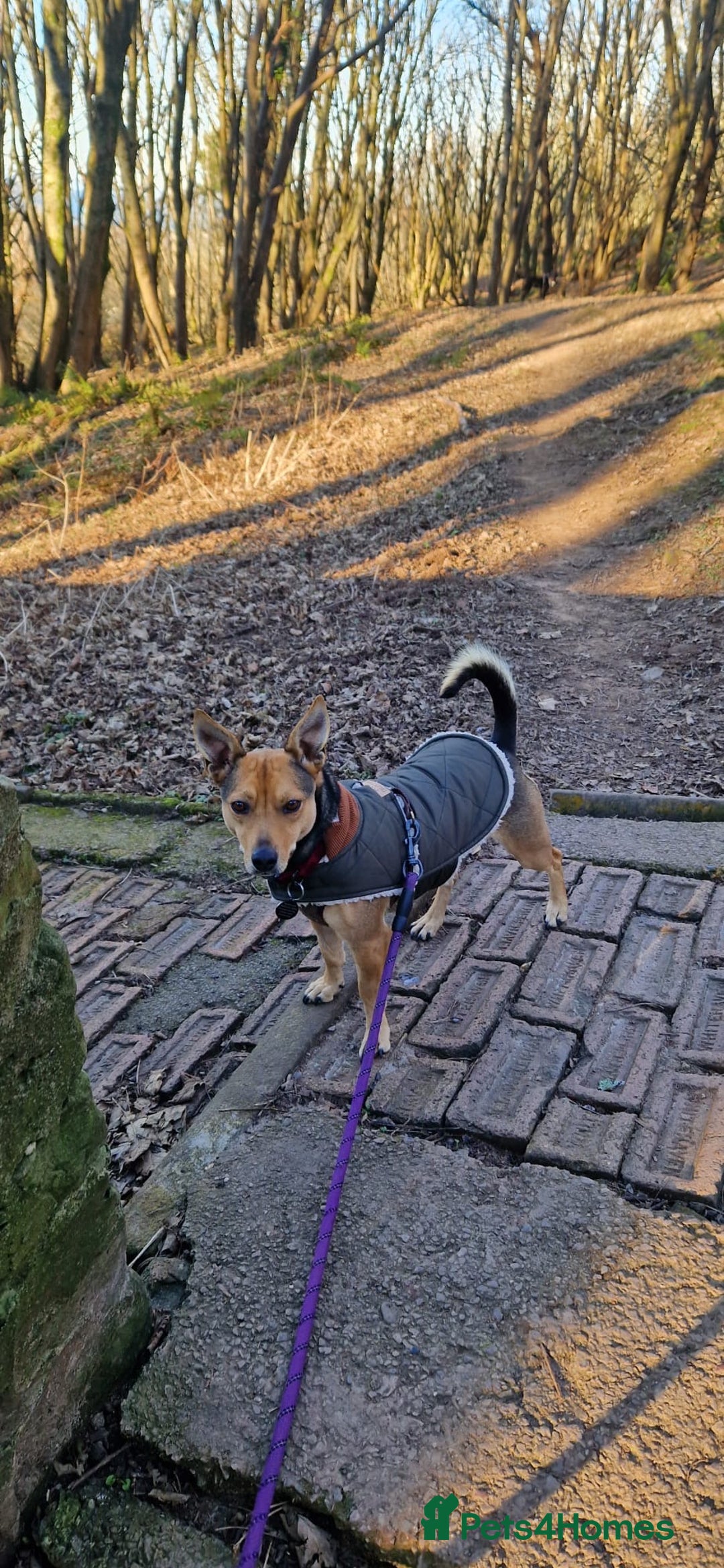 Mixed Breed dogs for adoption: Pippa  - Advert 1