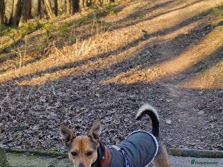 Mixed Breed dogs Pippa - Advert 1