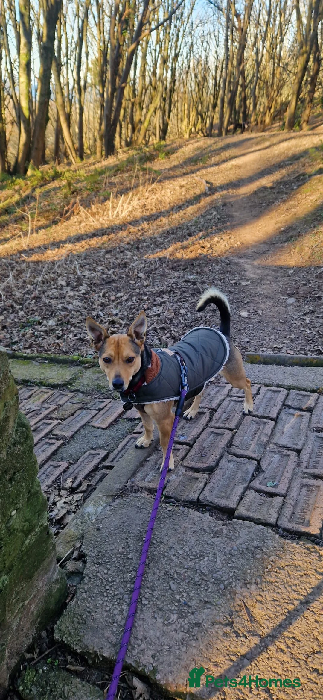 Mixed Breed dogs for adoption: Pippa  - Advert 2