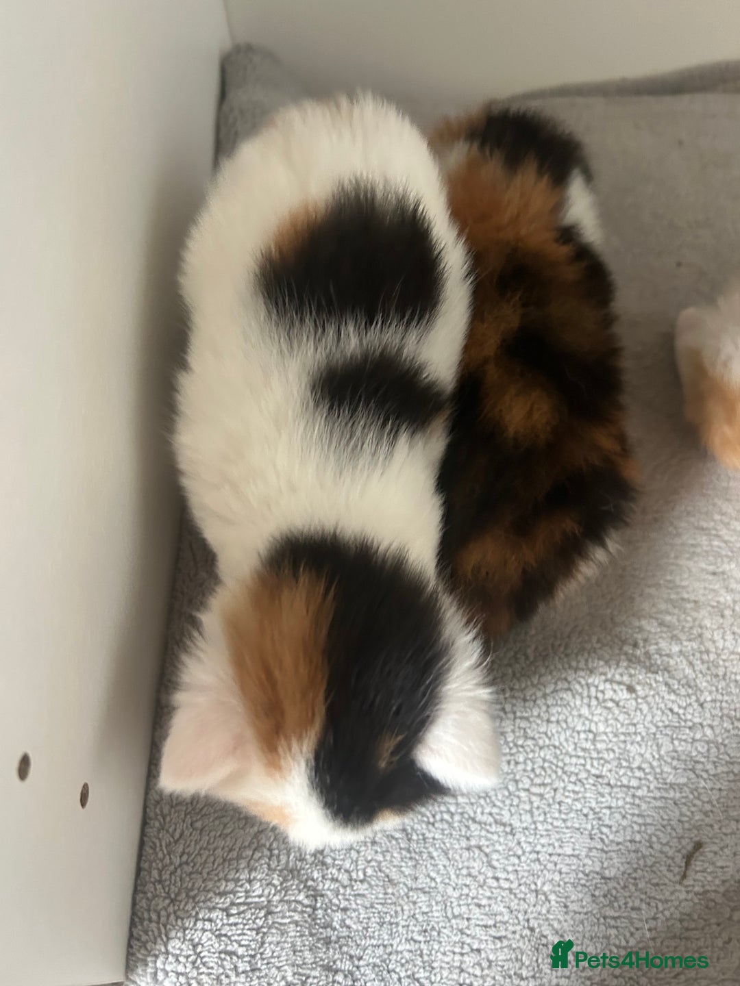 Mixed Breed cats for sale: 3 kittens for sale  - Image 6