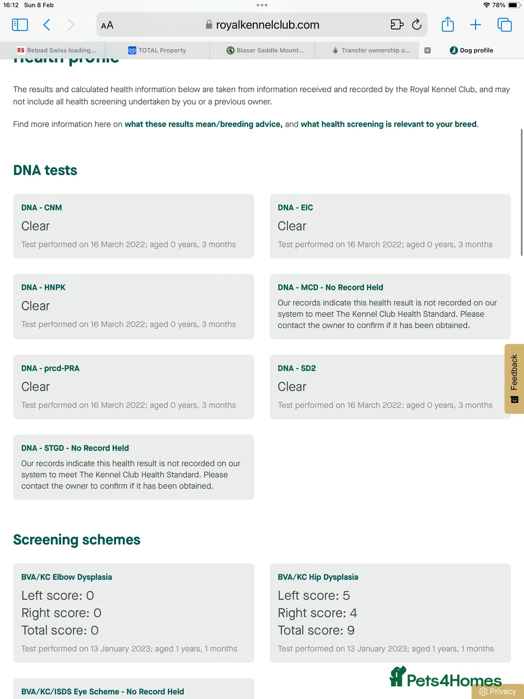 Mixed Breed dogs for sale: Gorgeous Chowador Puppies  - Advert 24