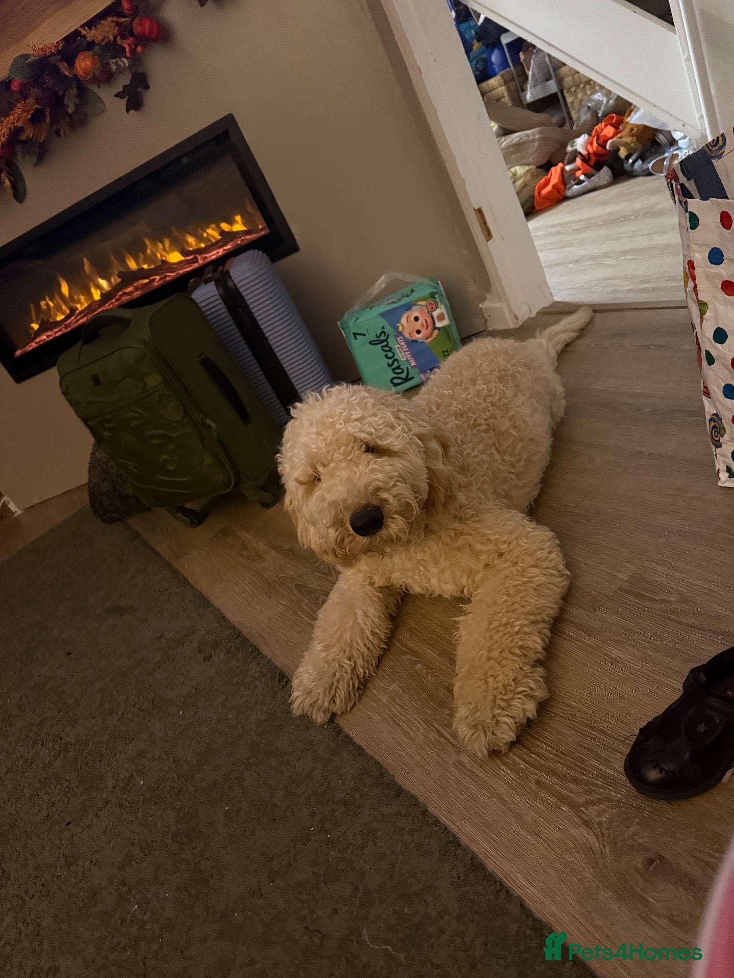 Mini Goldendoodle dogs Mini golden doodle 6 month old  - Advert 1