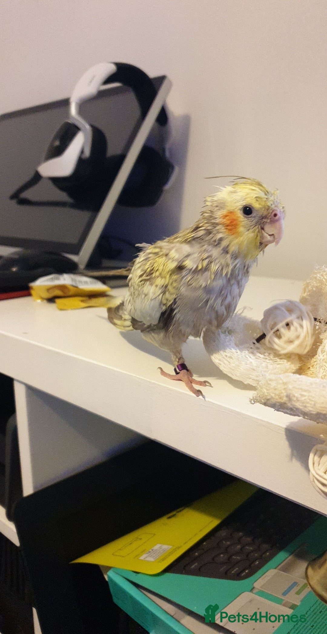 Cockatiels birds for sale: Hand reared male cinnamon cockateil  - Advert 15