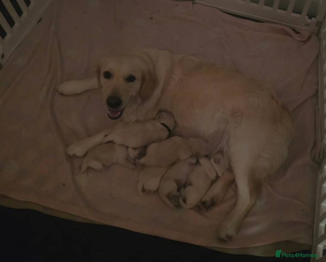 Golden Retriever dogs for sale: Golden Retreiver pups - Glasgow  in Glasgow - Advert 2