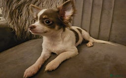 Chihuahua dogs for sale: Chihuahua Puppies–Stunning Colours–Ready for Homes - Image 8