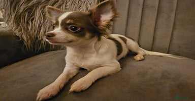 Chihuahua dogs - Advert 5