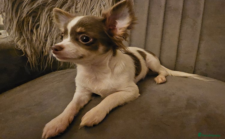 Chihuahua dogs - Advert 4