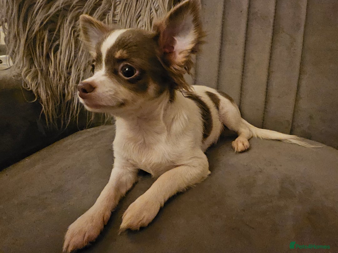 Chihuahua dogs for sale: Chihuahua Puppies–Stunning Colours–Ready for Homes - Image 8