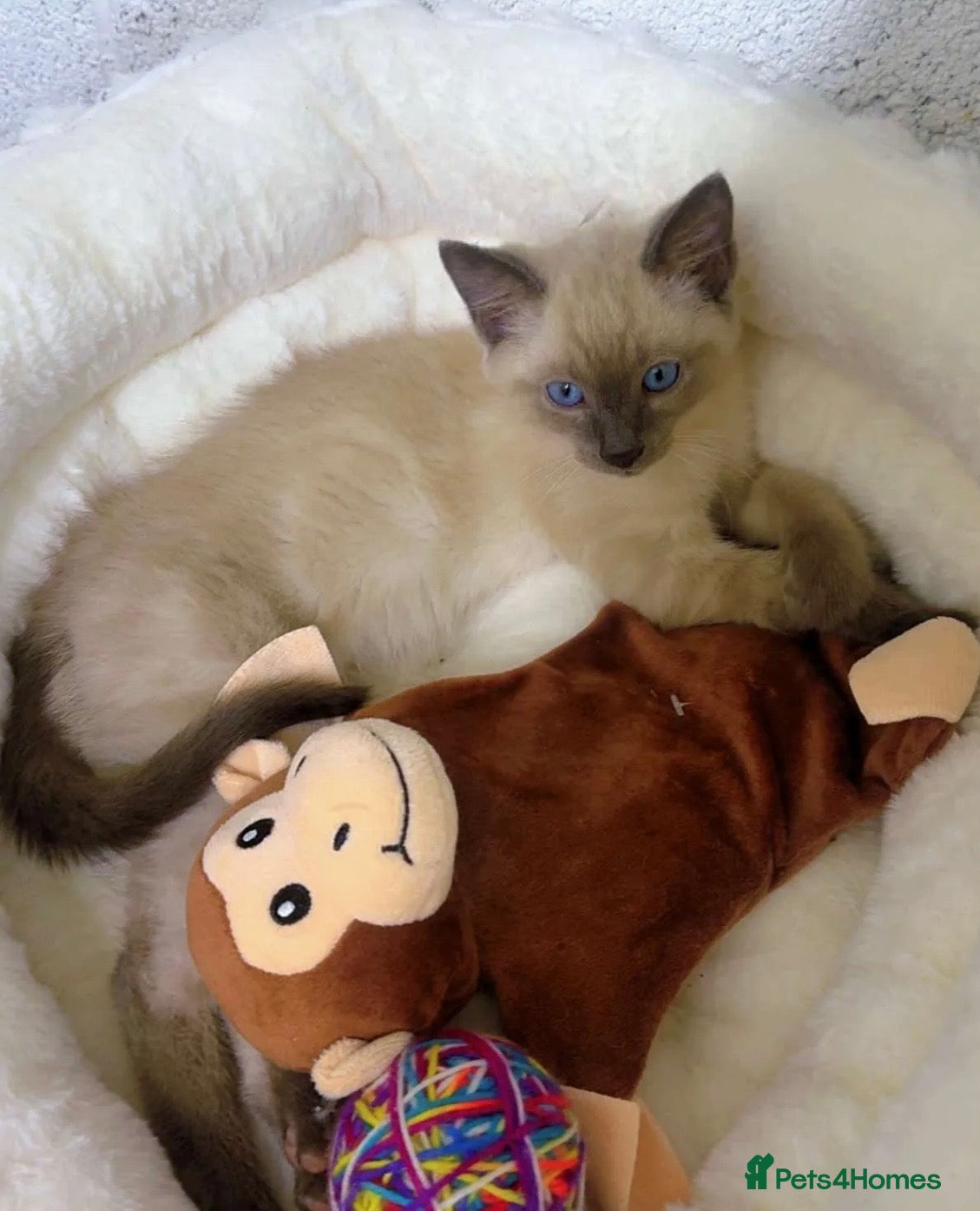Ragdoll cats Mixed RagDoll - Advert 2