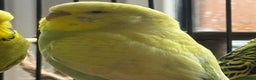 Budgerigars birds for sale: 🌈 Beautiful Budgies Looking for Loving Homes 🌈 - Advert 6