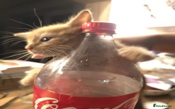 Mixed Breed cats for sale: Boy and girl for news home - Image 4